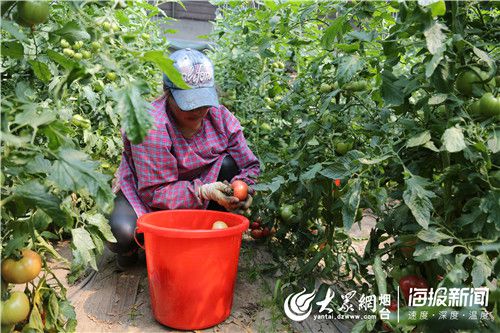 消费扶贫促增收，莱州特色农副产品展销活动正式启动